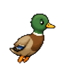 Paddle the duck hopping