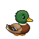 Paddle the duck