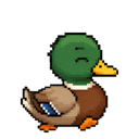 Paddle the duck looking pleased