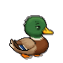 Paddle the duck thinking