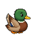 Paddle, the LaneHelp mallard duck, pointing